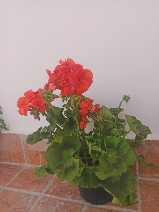 Hotel La Terrazza Delle Fate Neapol Zewnętrze zdjęcie