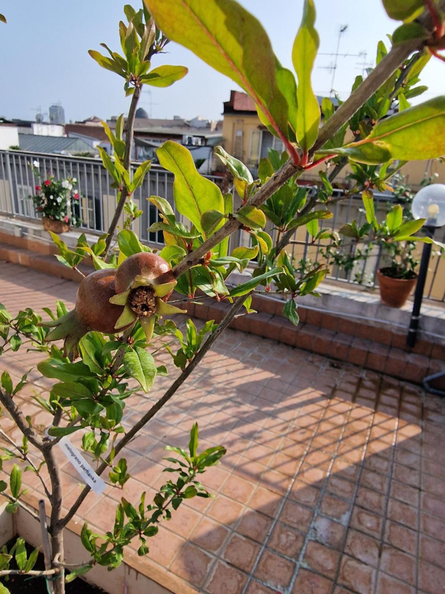 Hotel La Terrazza Delle Fate Neapol Zewnętrze zdjęcie